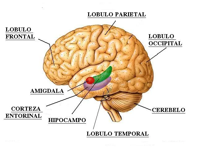 Fuente: Circuitoaleph Neurobiología de la depresión